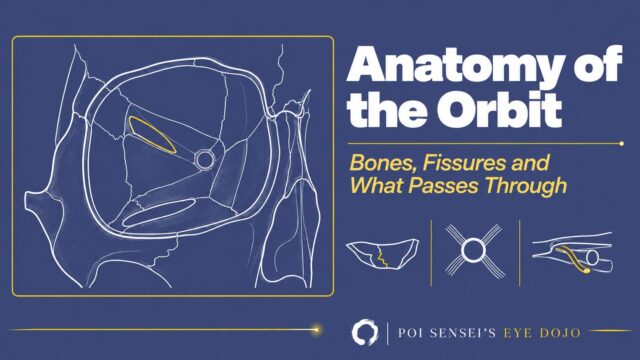 Anatomy of the orbit: bones, fissures and what passes through. A line drawing of the right bony orbit from the front, with the superior orbital fissure highlighted