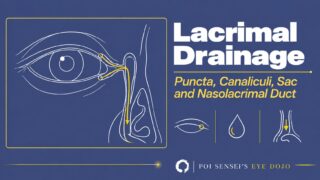 Lacrimal drainage system: puncta, canaliculi, lacrimal sac and nasolacrimal duct. A line drawing of the right eye with the tear drainage path highlighted