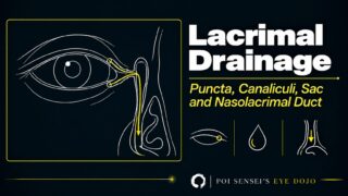 Lacrimal drainage system: puncta, canaliculi, lacrimal sac and nasolacrimal duct. A line drawing of the right eye with the tear drainage path highlighted
