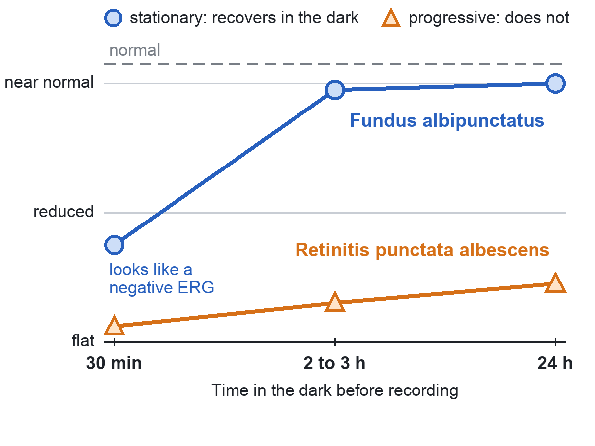 Schematic of rod-system ERG amplitude after 30 minutes, 2 to 3 hours and 24 hours of dark adaptation, in fundus albipunctatus (blue) and retinitis punctata albescens (orange)