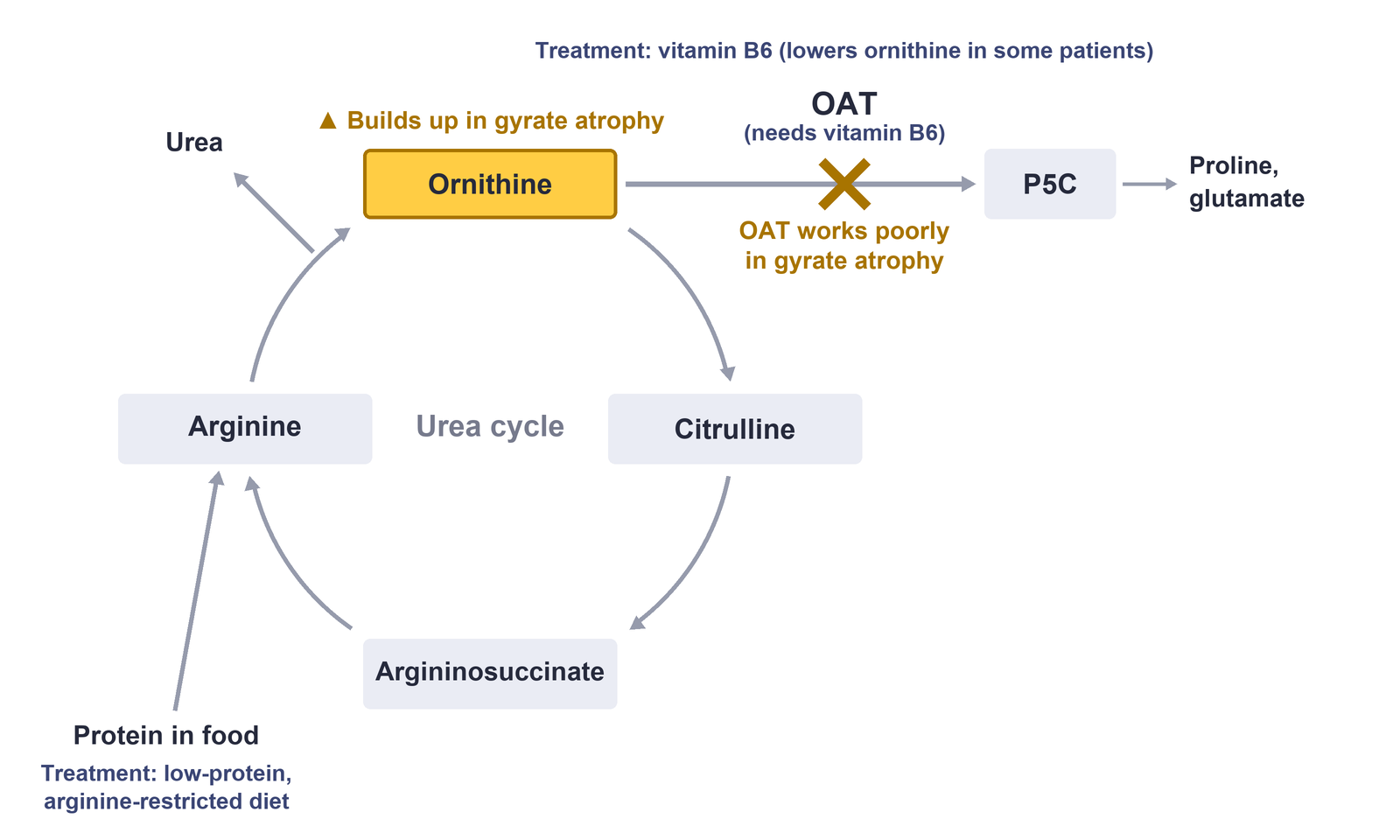 Diagram of the urea cycle: ornithine, citrulline, argininosuccinate and arginine in a clockwise circle, with urea released between arginine and ornithine. Protein in food feeds arginine. An arrow from ornithine to P5C, and then to proline and glutamate, is labeled OAT, needs vitamin B6, and is crossed out for gyrate atrophy. The ornithine box is highlighted as building up. Treatment labels mark the diet and vitamin B6.