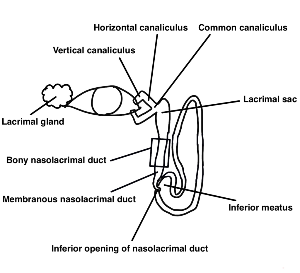 Lacrimal drainage system: from the canaliculi through the lacrimal sac and nasolacrimal duct to the inferior meatus