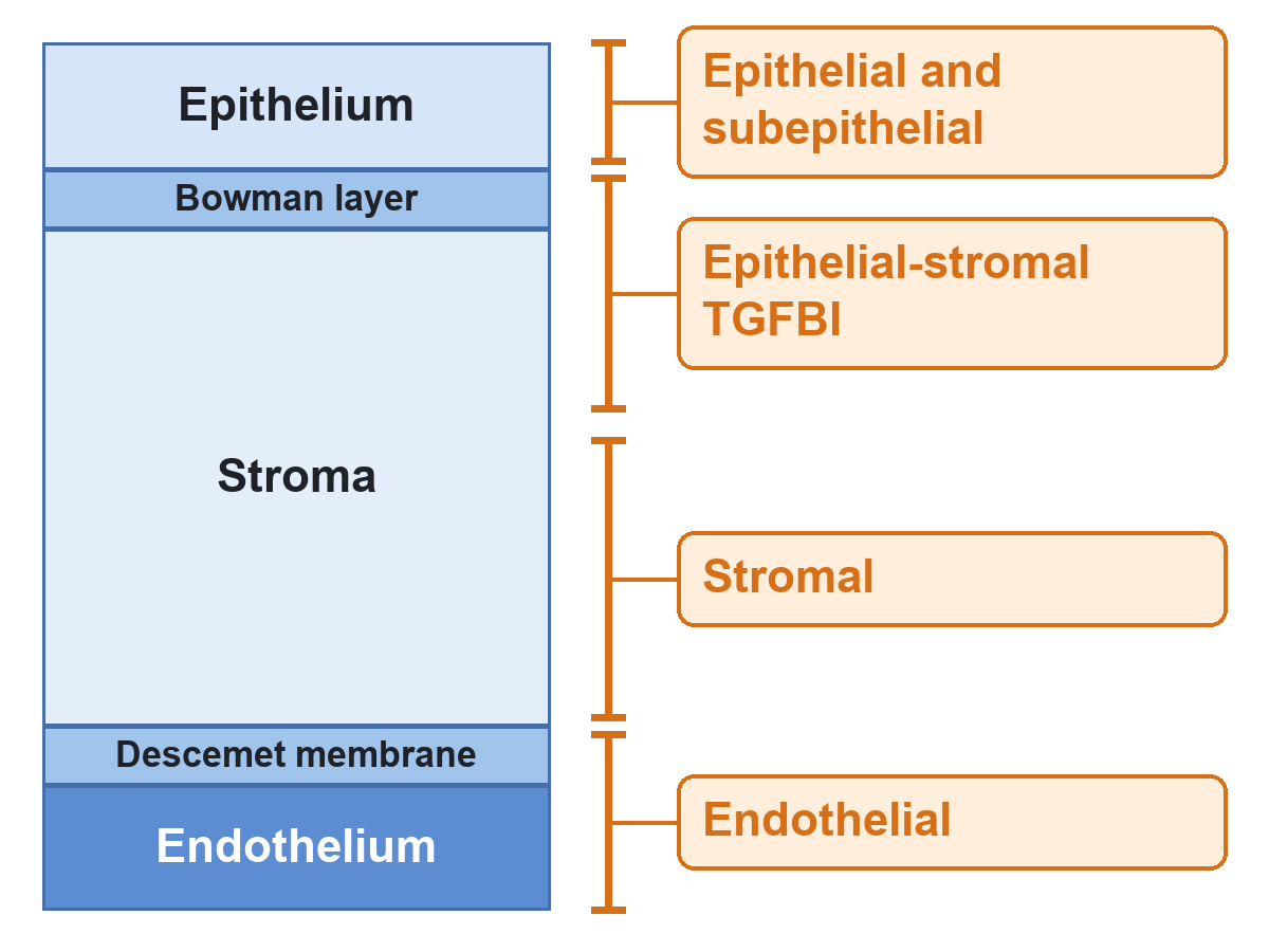Cross-section of the cornea, from epithelium to endothelium, with the four IC3D groups of corneal dystrophy placed at their depth