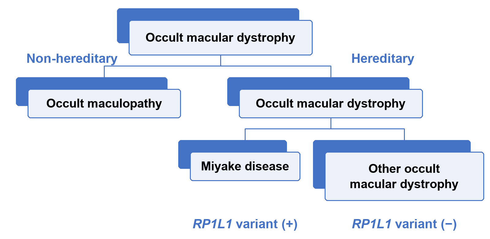 Tree diagram. Occult macular dystrophy splits into non-hereditary occult maculopathy and hereditary occult macular dystrophy. The hereditary branch splits into Miyake disease, with an RP1L1 variant, and other occult macular dystrophy, without an RP1L1 variant.